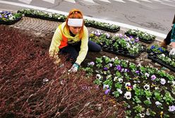 Wrocław. Miasto zmienia się na wiosnę. Robi się kolorowo