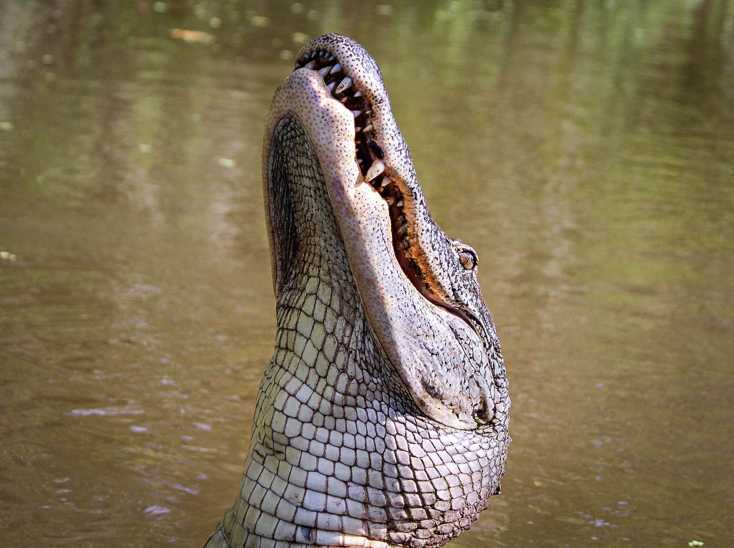 Atak aligatora. Służby natknęły się na makabryczne znalezisko