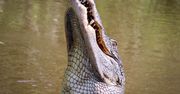 Atak aligatora. Służby natknęły się na makabryczne znalezisko