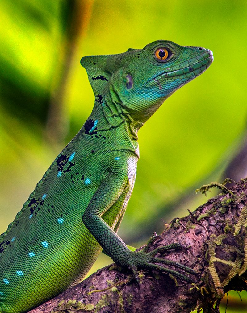Zobacz najciekawsze z dotychczas zgłoszonych zdjęć w konkursie Sony World Photography Awards 2016 19