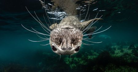 Piękne stworzenia z morskich głębin w konkursie Ocean Art Underwater