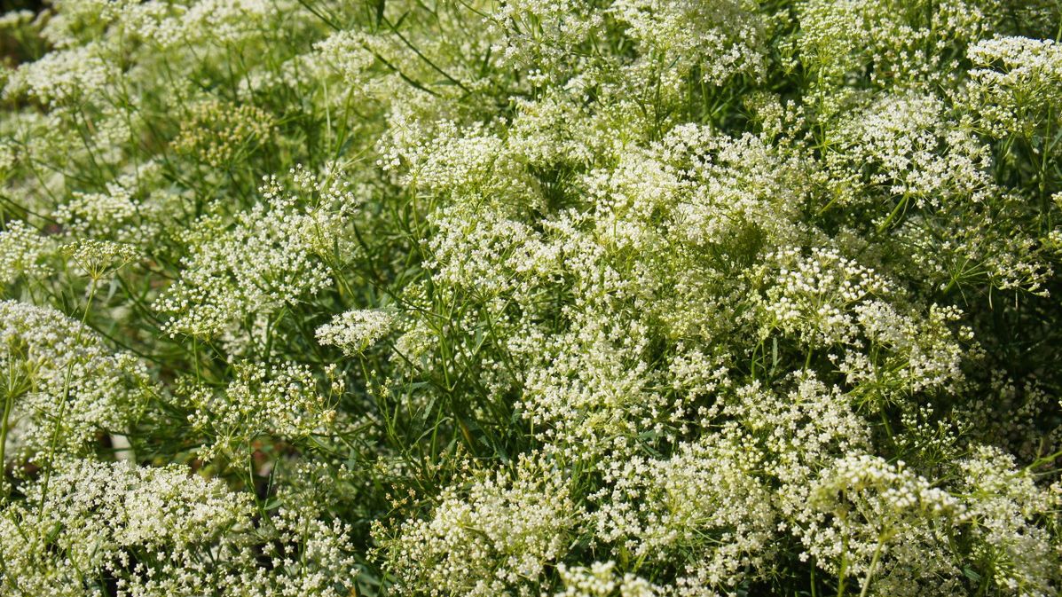 Biedrzeniec - charakterystyka, właściwości zdrowotne