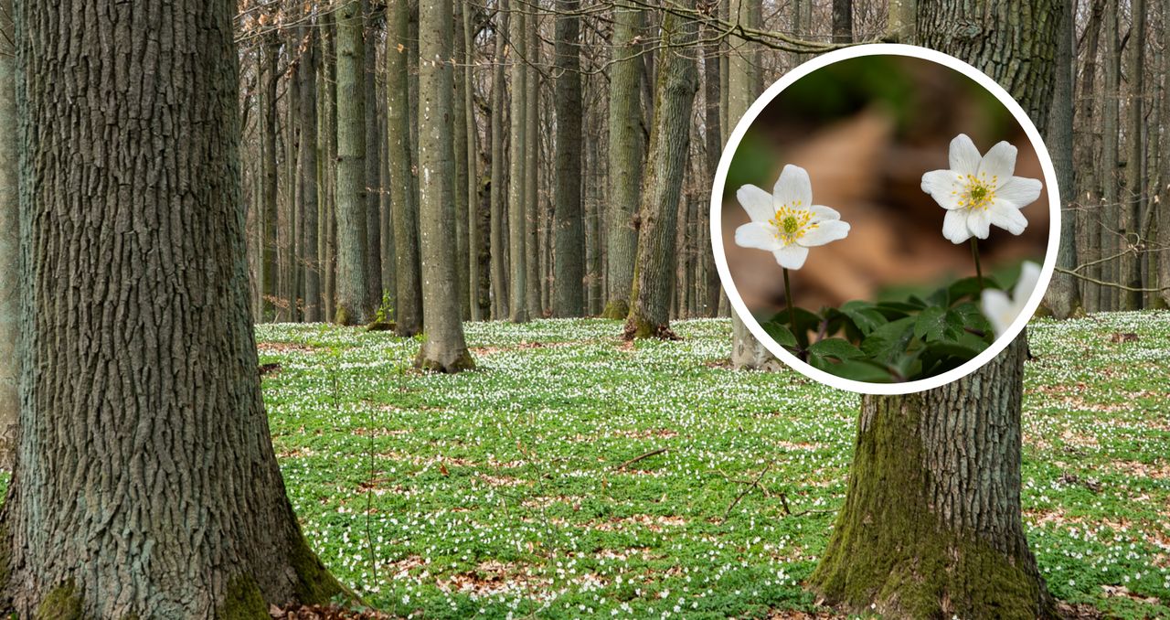 Lasy pod Piłą zamieniły się w biały dywan. Ten widok zachwyca mieszkańców