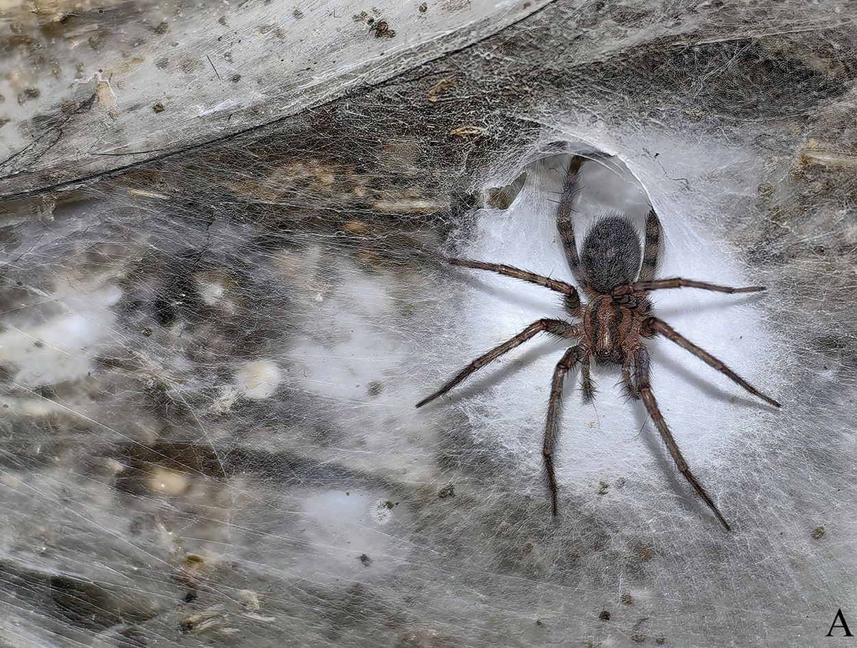 111 tys. pajęczaków żyje tam w całkowitej ciemności