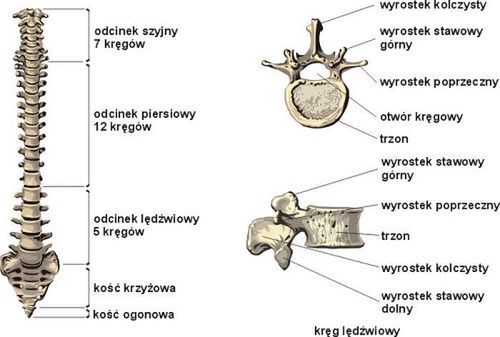 Eksperyment z komórkami macierzystymi - być może rewolucyjny 2
