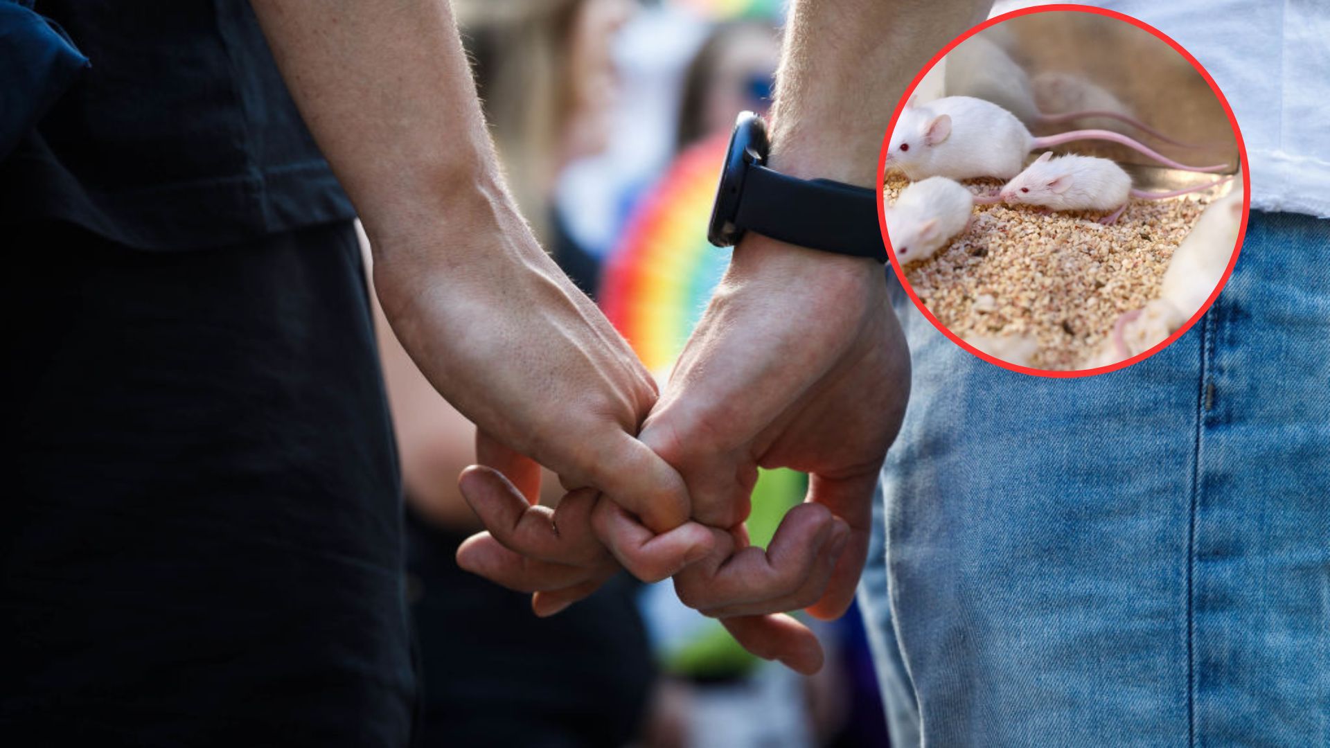 Badania na temat komórek jajowych 