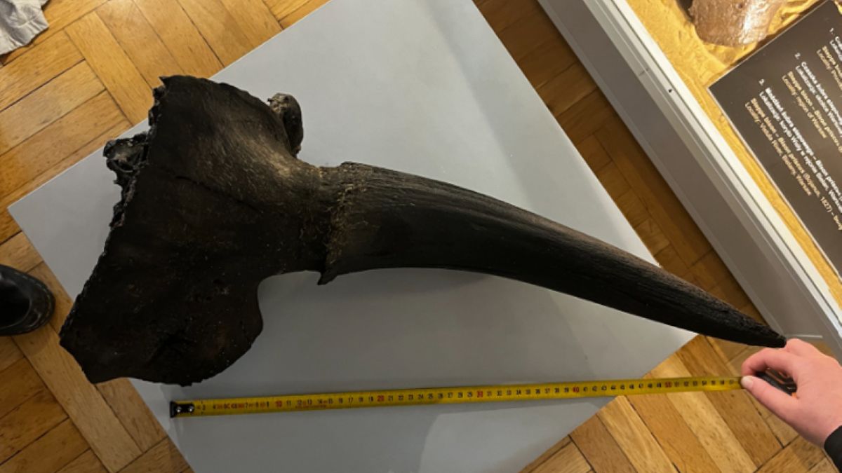 Niezwykłe odkrycie w Wiśle