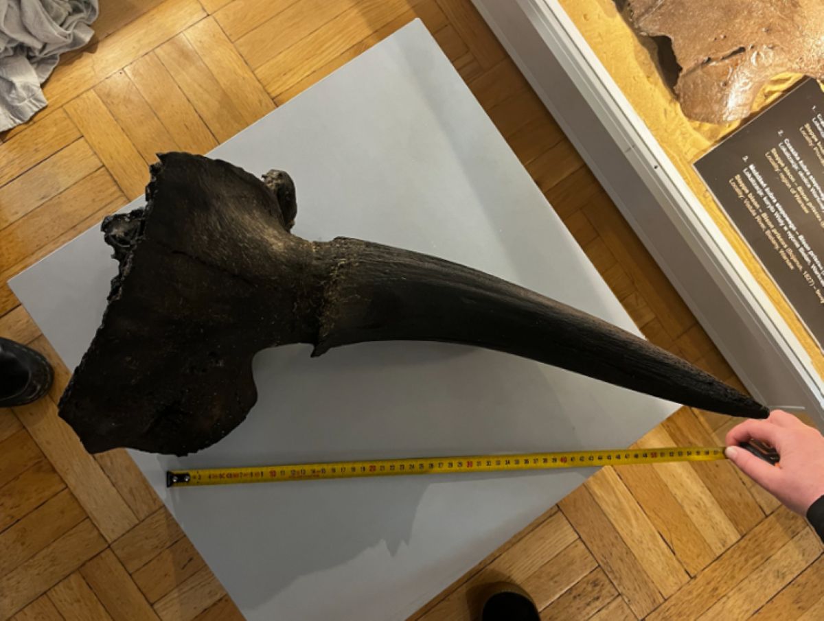 Niezwykłe odkrycie w Wiśle. Chłopiec znalazł kość wymarłego gatunku