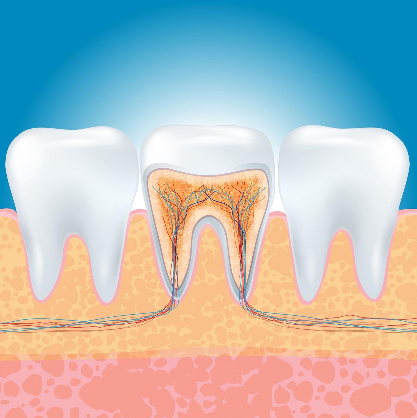 Zęby trzonowe są najsilniejsze ze wszystkich zębów u człowieka