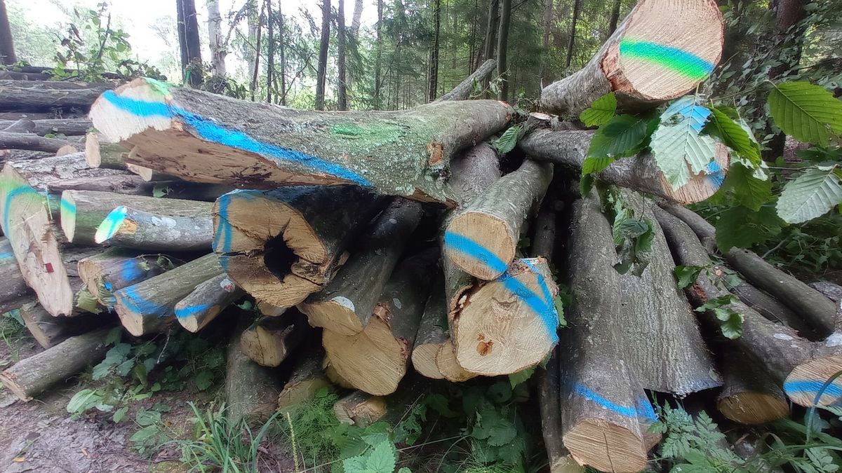 Jak wybrać drewno na opał? 