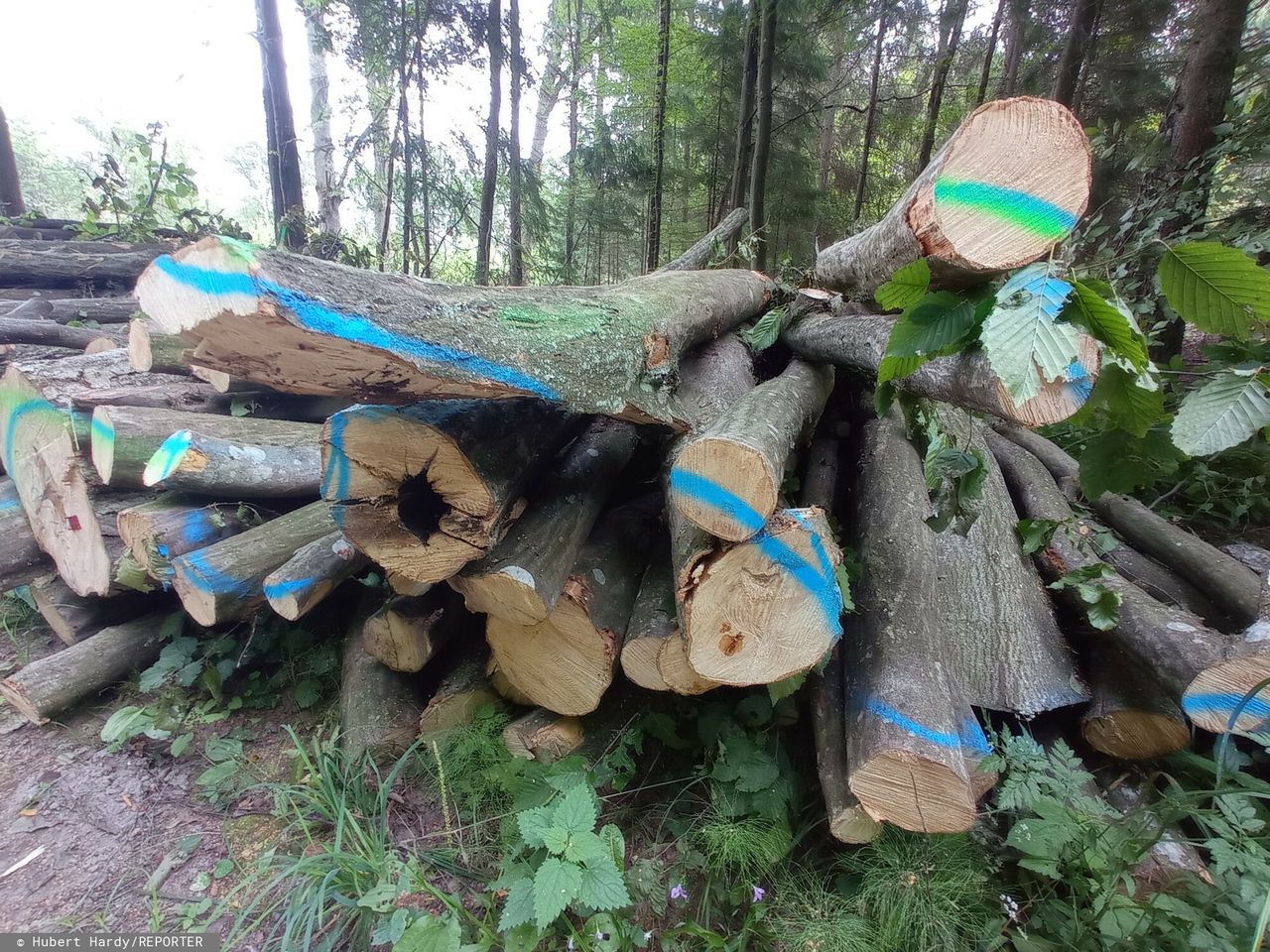 Gdzie najlepiej kupić drewno na opał? Odpowiadają Lasy Państwowe