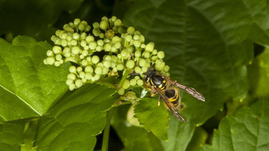 Osa, która wleciała do samochodu, doprowadziła do wypadku