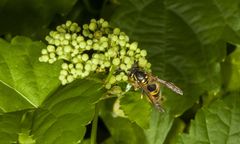Do samochodu wleciała osa. Nastolatka w szpitalu