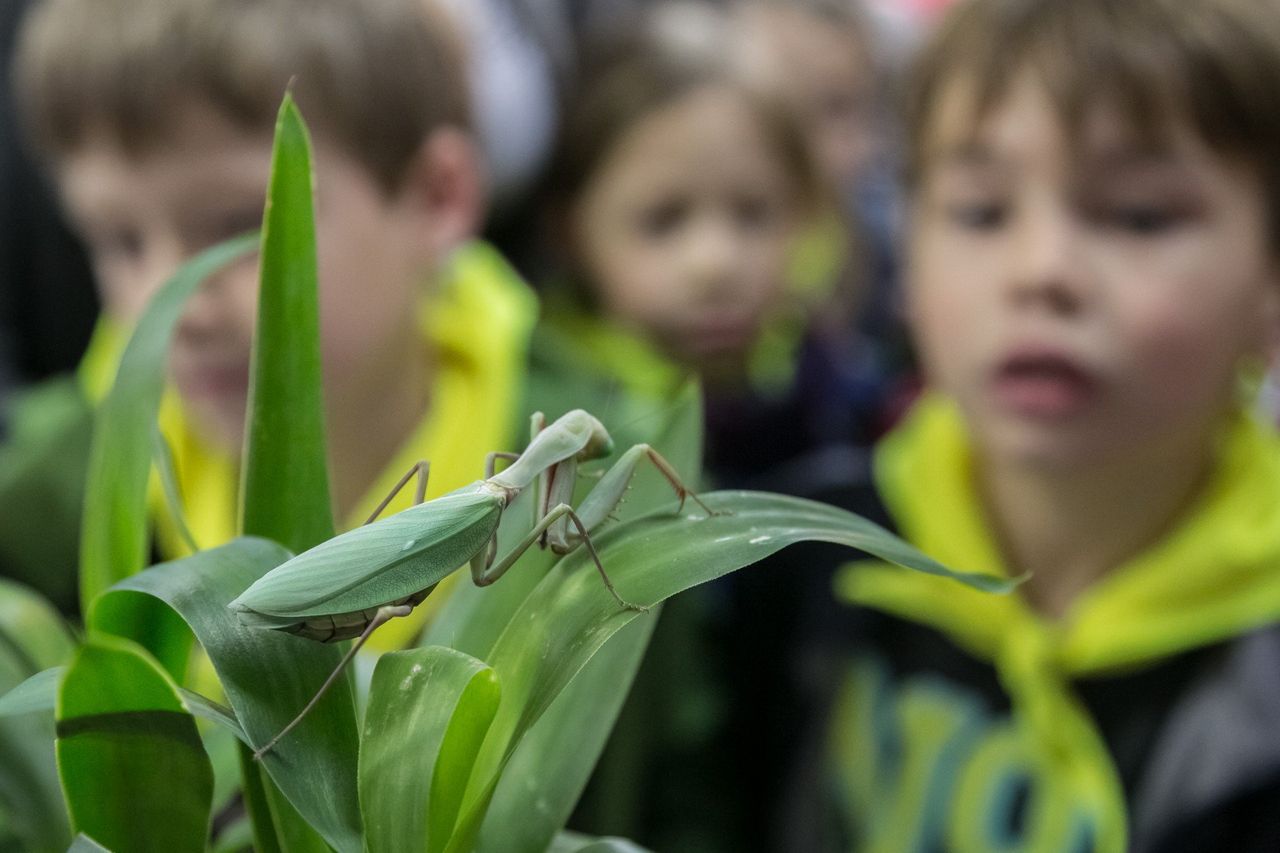 Modliszka "przyłapana" w Gdańsku! Owad wygrzewał się w słońcu na ścianie jednej z firm w Kokoszkach