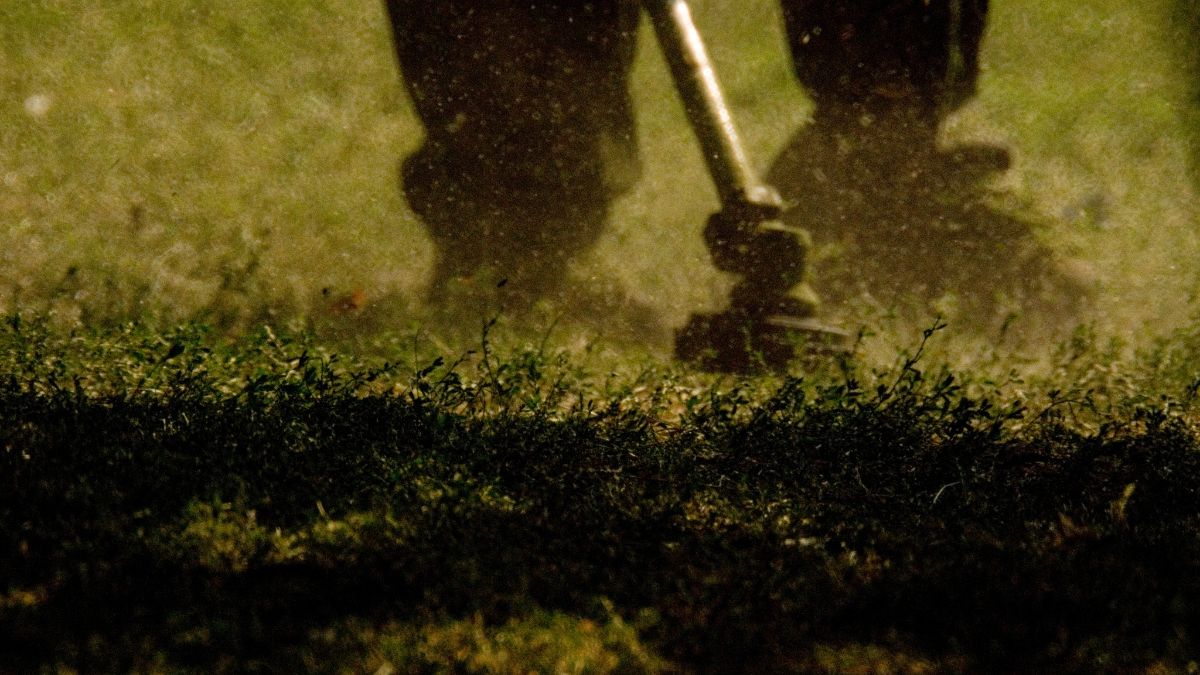 "Nie koście żmijowca" - apeluje ekspert.