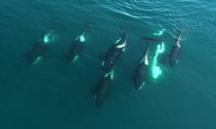 Orki zaatakowały jacht. Odgryzały jego części