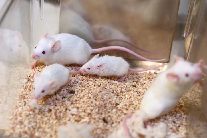 W badaniach wykorzystano komórki myszy