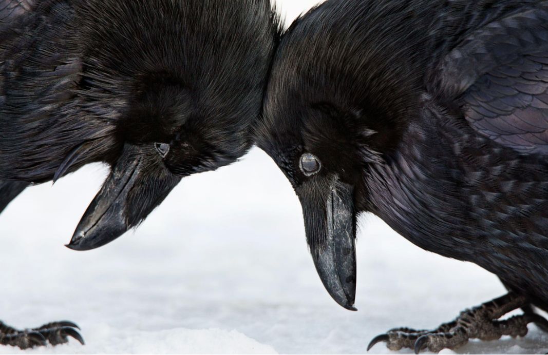 Najlepsze zdjęcia ptaków w Audubon Photo Contest 2016 6