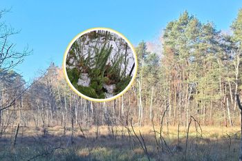 Jest starsza niż dinozaury. Rośnie w polskich lasach