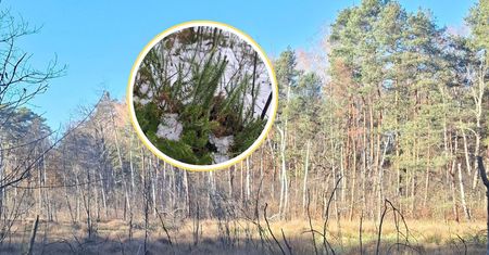 Jest starsza niż dinozaury. Rośnie w polskich lasach