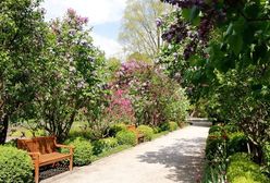 Warszawa. Znów można pójść do ogrodu botanicznego. Na nowych zasadach