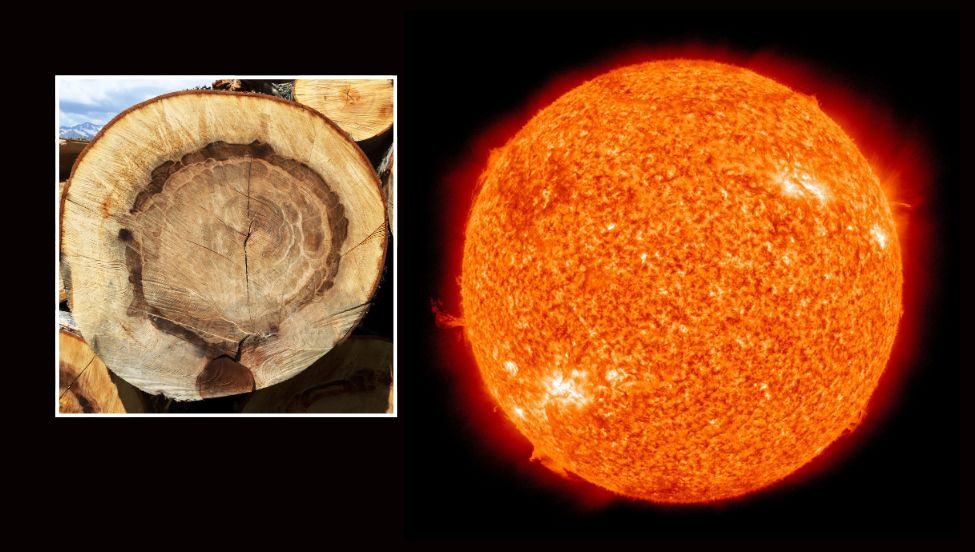Słoje drzew i zapiski poety ujawniły aktywność Słońca sprzed 800 lat