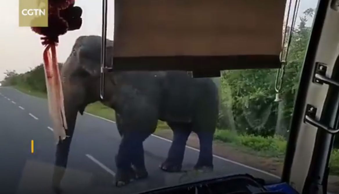 Słoń "obrabował" autobus. Pasażerowie musieli oddać banany