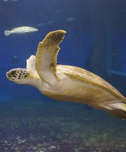 Wrocław. O Stefanie, który lubi mizianie. Przygody żółwia z Afrykarium