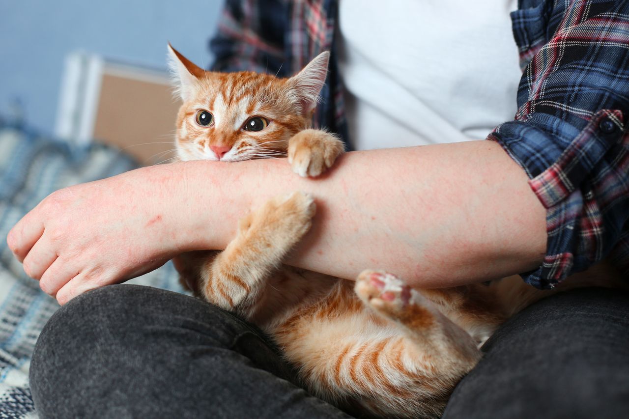 Why your cat might bite: Exploring aggressive behaviour and solutions