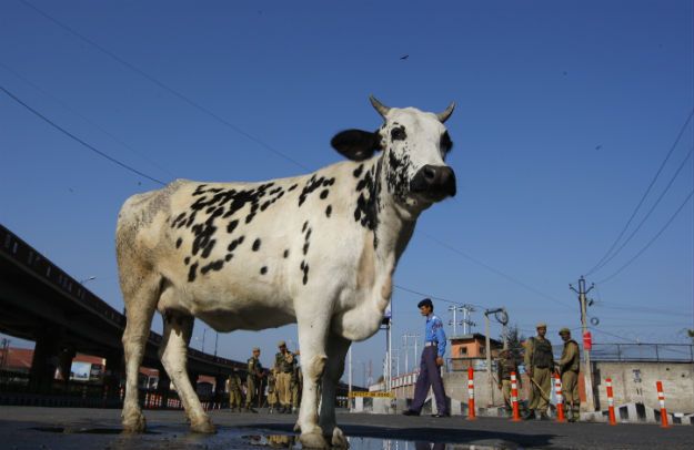 Wojna o krowy w Indiach. Zaostrzający się spór ideologiczny o symbol kraju zbiera krwawe żniwo