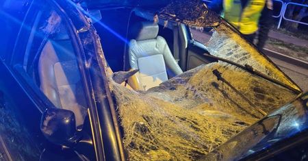 Wyskoczył tuż przed maskę. Kierowca nie miał szans go ominąć