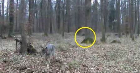 Oto jakie są wilki. To, co nagrała fotopułapka, porusza do szpiku kości