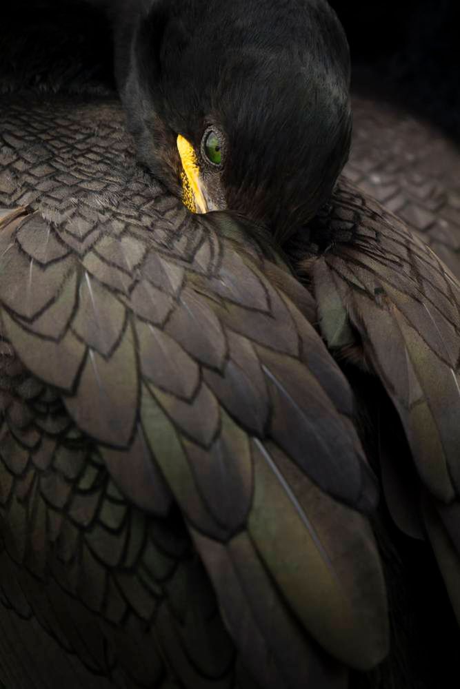 Oto najlepsze zdjęcia przyrody w konkursie British Wildlife Photography Awards 2014 10