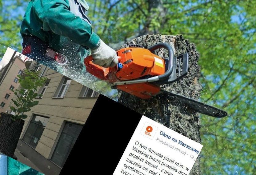 Ścięto "symbol Warszawy"? Fotografia z Woli podbija serca internautów