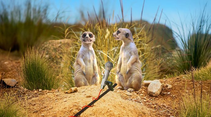 Między nami zwierzakami