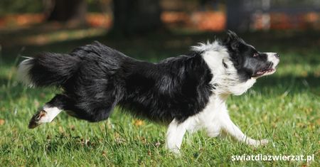 Dlaczego border collie ucieka z domu?