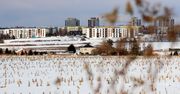 Lublin: Sarny na tle miejskich bloków. Zimowy spacer