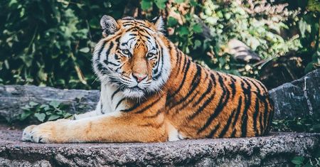 Darmowe bilety do ZOO w Zamościu! Sprawdź, jak je dostać