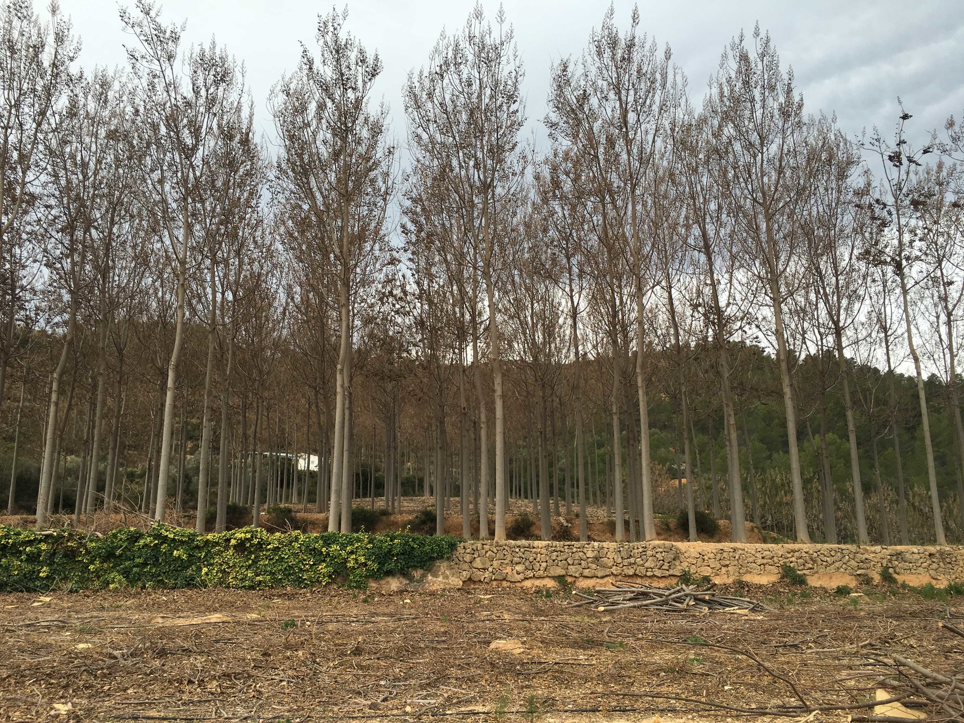 Drzewa szybko rosnące. Paulownia to nowy hit inwestycyjny czy kolejna