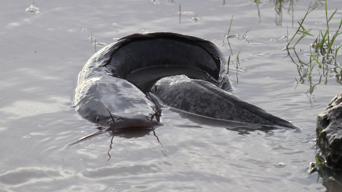 Inwazyjna ryba z Afryki pustoszy ekosystemy w centrum kraju