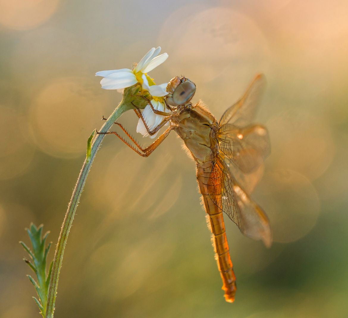 16 Polaków na podium oraz ponad 30 wyróżnionych w International Photographer of the Year 2017 33
