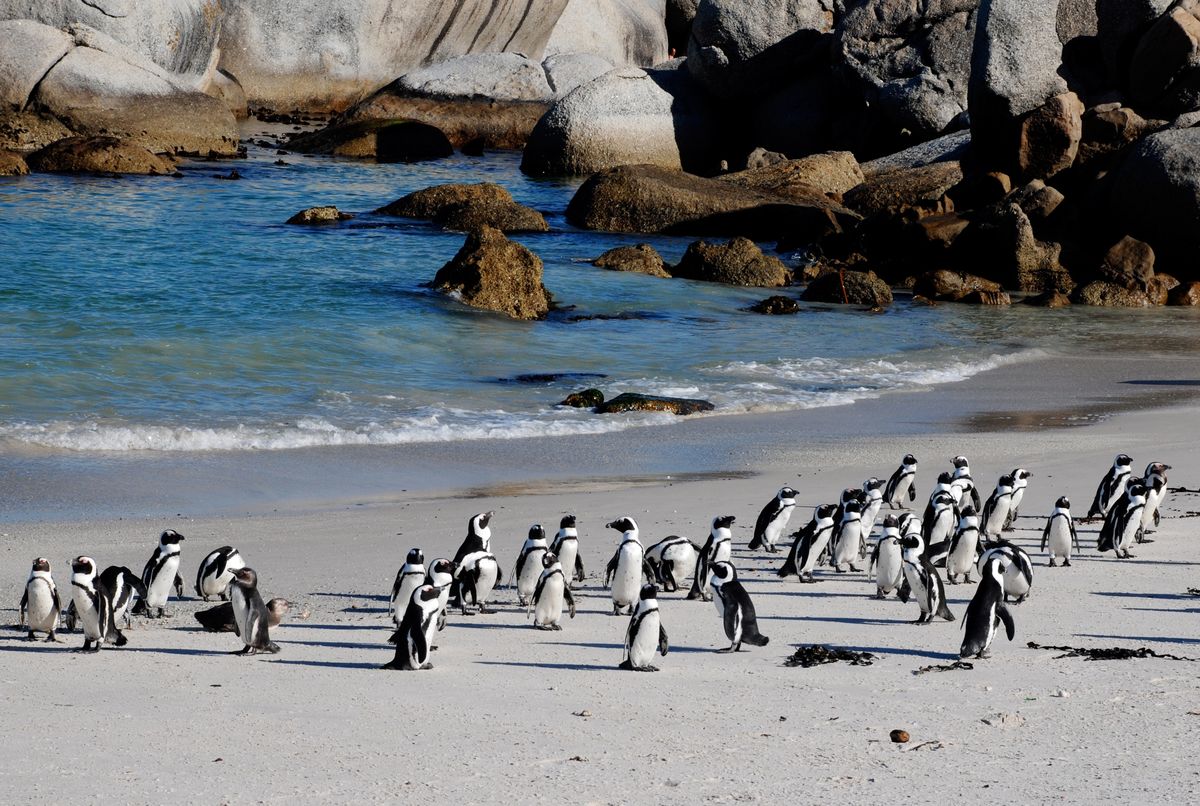 Afryka Południowa. Stado pingwinów zmarło w wyniku ataku roju pszczół