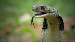 Dwulatek z Indii ugryzł jadowitą kobrę. Chłopiec trafił do szpitala