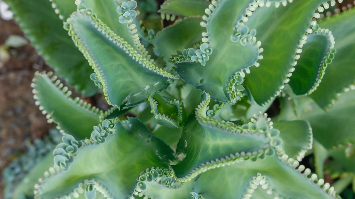 Żyworódka posiada równie cenne właściwości, co aloes