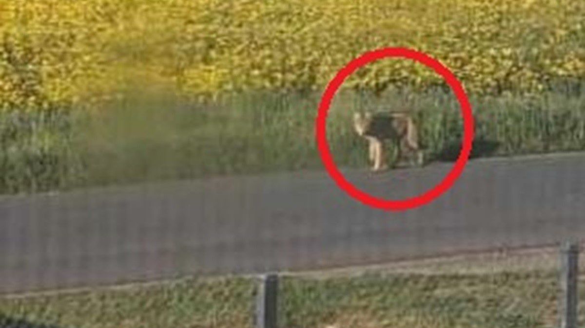 Wilk pojawił się w wielkopolskiej gminie.