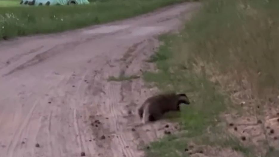 Leśnikom udało się nagrać borsuka 