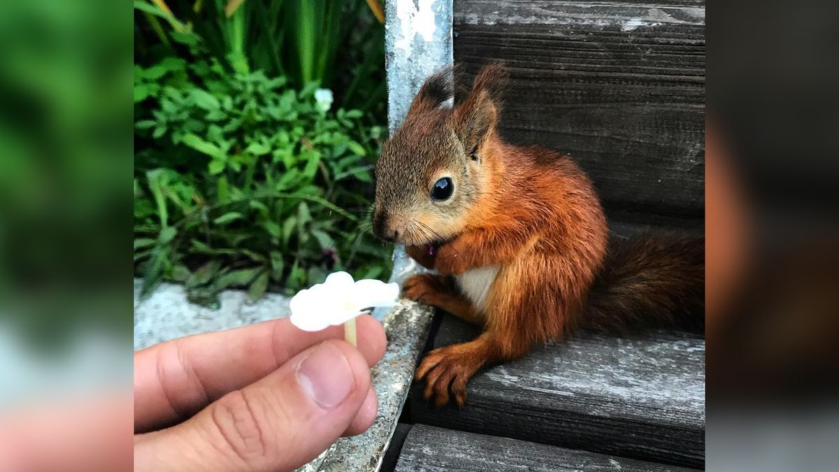 Mężczyzna oswoił wiewiórkę i fotografuje ich wspólne przygody 1