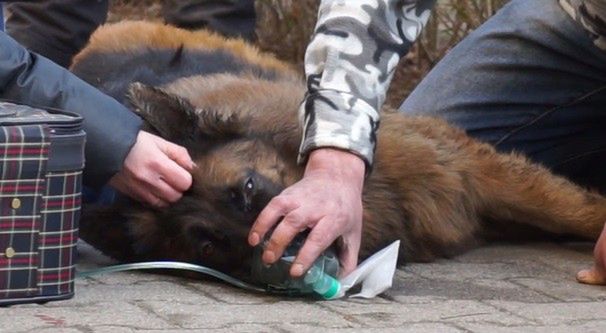 Owczarek uratowany z płonącego mieszkania przy ulicy Budy. "Strażacy podali mu tlen" [WIDEO]