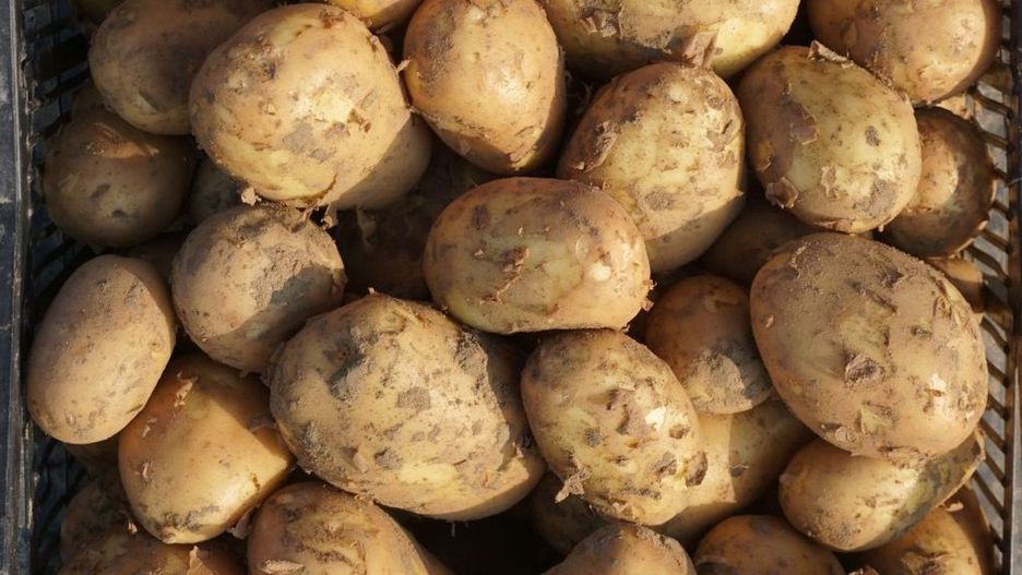 Nadprodukcja uderzy w ceny ziemniaków 2025. Jakie prognozy?