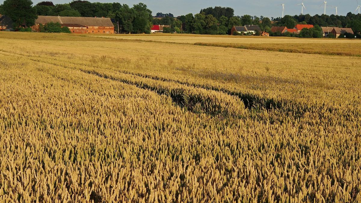 Nie-rolnik będzie mógł kupić nawet hektar ziemi rolnej.